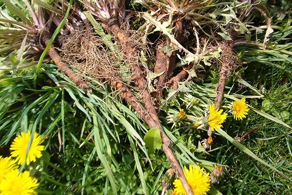 Одуванчик Тля на груше29