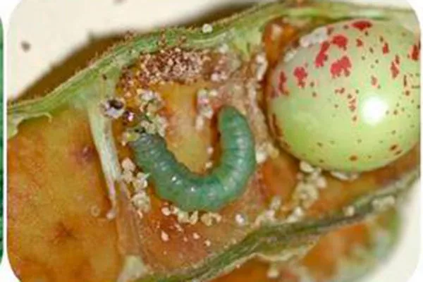 огнёвка нет плодов у алычи6