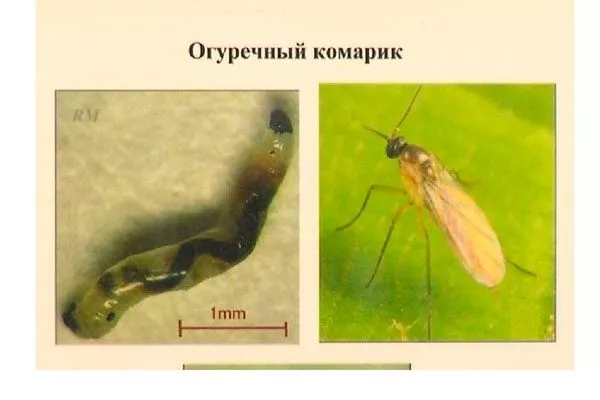 огуречного комарика огурцов Шопен8