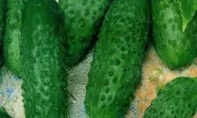 огурец Июньский