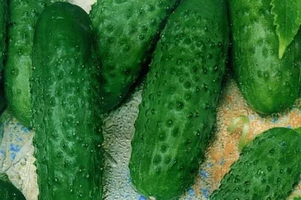 огурец Июньский