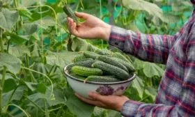 сбор урожая Июньского