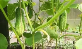 кусты сорта Июньский