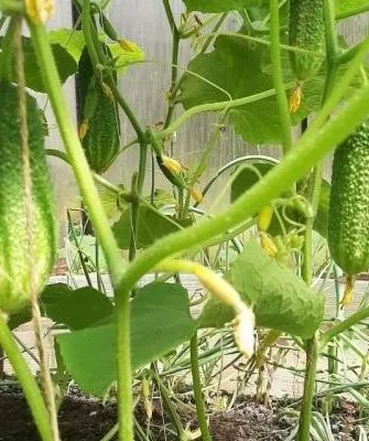 кусты сорта Июньский