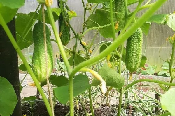 кусты сорта Июньский