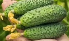 зеленцы Июньского