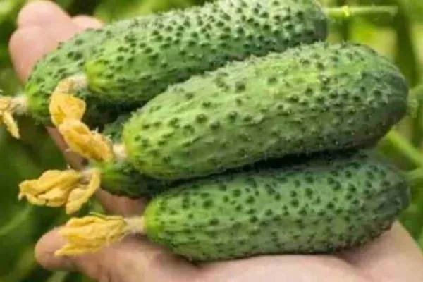 зеленцы Июньского