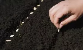 посев семян Июньского в открытый грунт