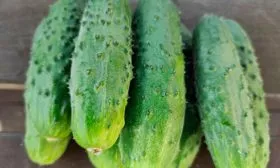 Огурец огурцов Санькина любовь10