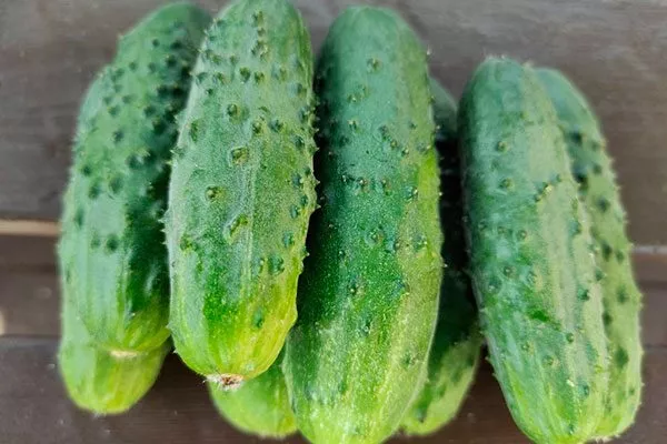 Огурец огурцов Санькина любовь10