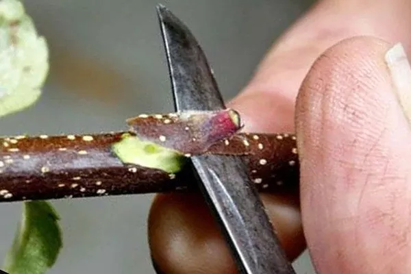 окулирова выбор почки