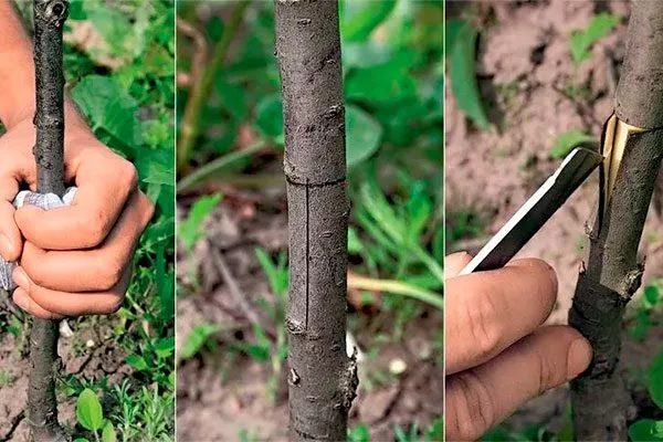 окулировка т-образный разрез