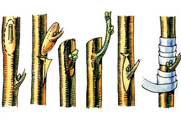 Окулировка