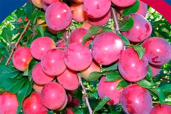 Оленька 1 для сибири и урала32