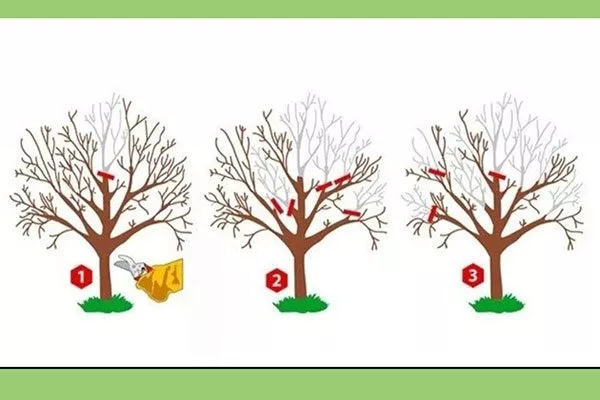 Омолаживающая обрезка груши уход за грушей34