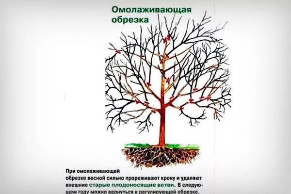 омолаживающая Обрезка яблони42