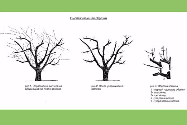 омоложение дерева Обрезка хурмы14