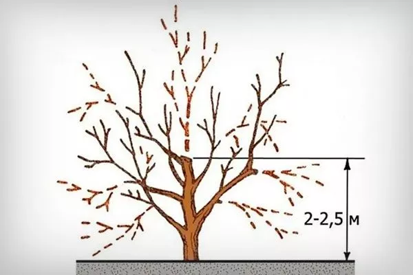 омоложение Обрезка яблони45