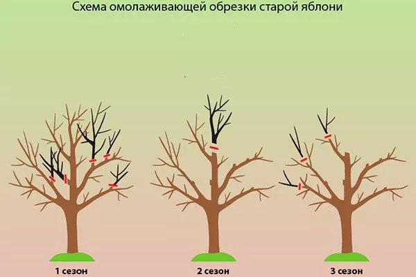 омоложение старой Обрезка яблони44