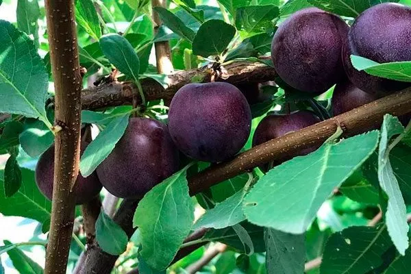 Опата для сибири и урала33