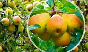 описание груши Память Жегалова13