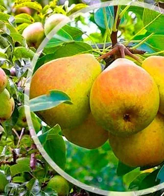 описание груши Память Жегалова13