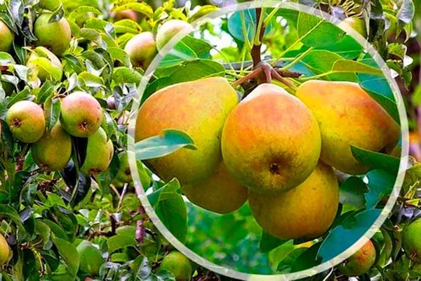 описание груши Память Жегалова13