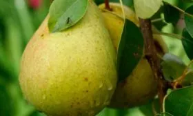 описание плодов груши Память Жегалова12