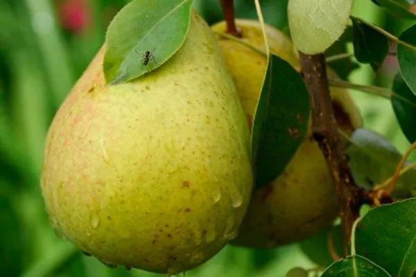 описание плодов груши Память Жегалова12