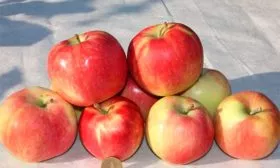 описание яблони Августа