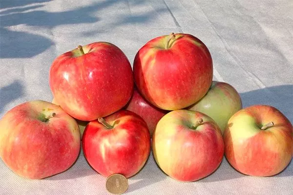 описание яблони Августа