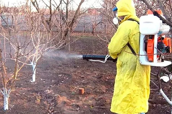 опрыскайте дерево мочевиной Тля на груше30