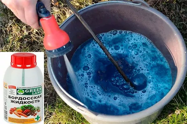 Опрыскайте кусты и почву вокруг них 3% раствором медного купороса или бордоской жидкости посадка пионов16