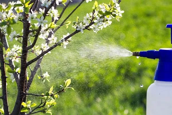 опрыскивание ирги Болезни вредители ирги18