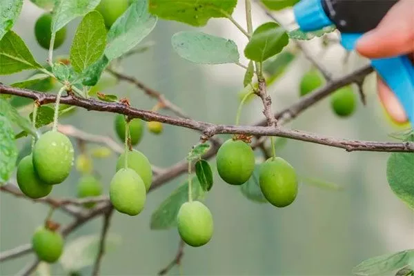 опрыскивание нет плодов у алычи7