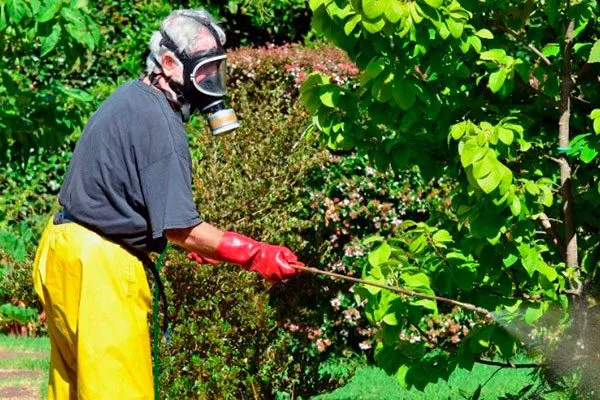 опрыскивание от тли