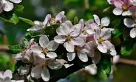 опыление яблони Августа