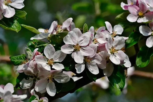 опыление яблони Августа