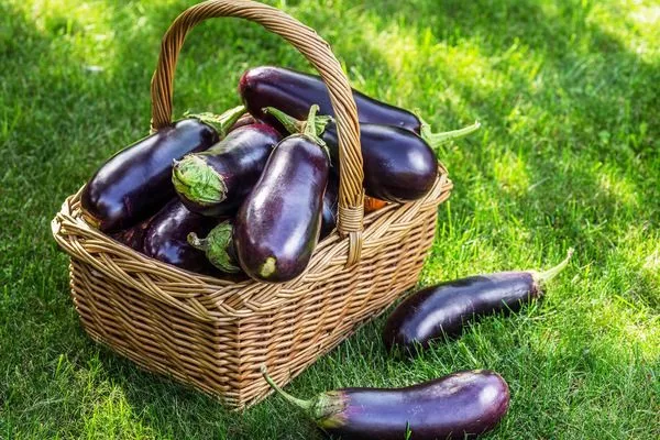 для богатого урожая баклажанов применяйте органические подкормки