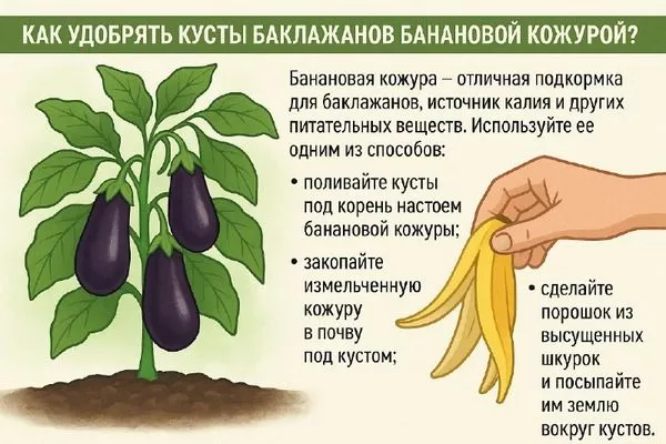 применение банановой кожуры для подкормки баклажана
