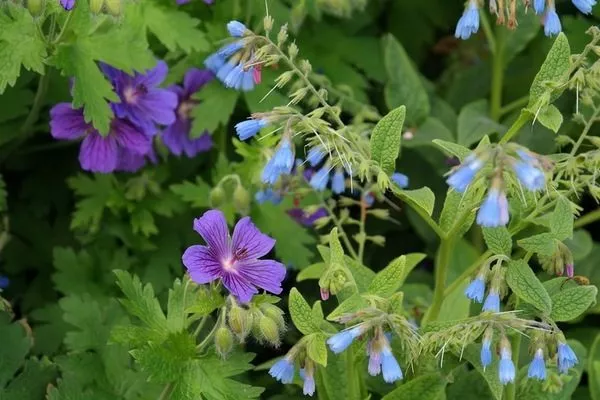 окопник - как выглядит растение