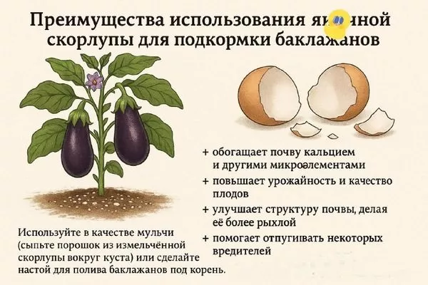 польза подкормки яичной скорлупой для баклажанов