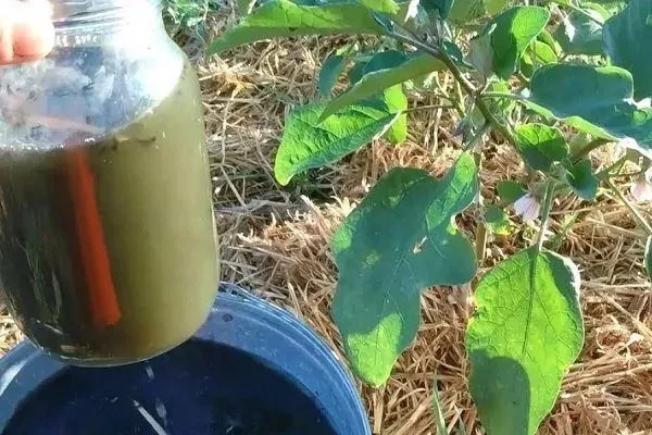 чудо-коктейль для подкормки баклажанов