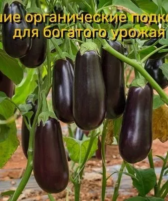 органические подкормки для богатого урожая баклажанов