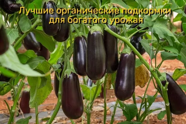 органические подкормки для богатого урожая баклажанов