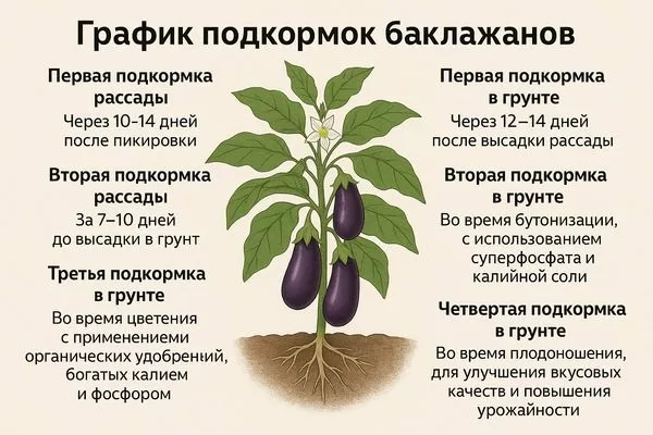 график подкормок для баклажанов