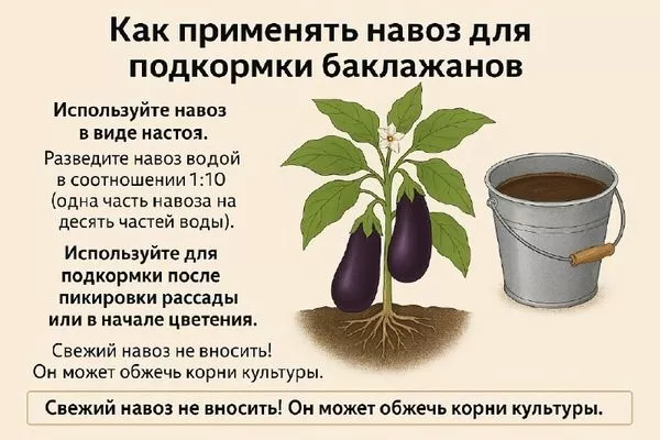 навоз для подкормки баклажанов, как применять