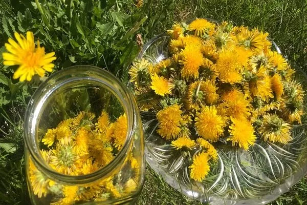 из одуванчиков можно приготовить подкормку для баклажанов