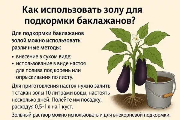 тонкости подкормки баклажанов золой