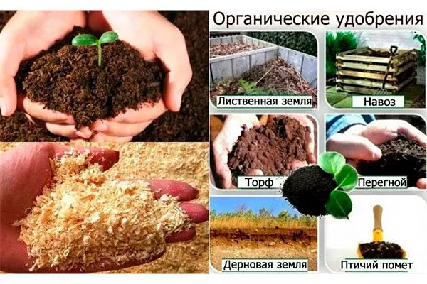 органические подкормки уход за грушей36